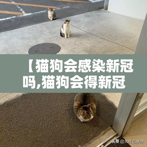 【猫狗会感染新冠吗,猫狗会得新冠么】