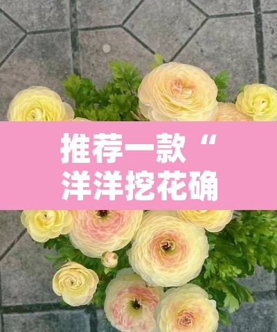 推荐一款“洋洋挖花确实有挂”其实确实有挂