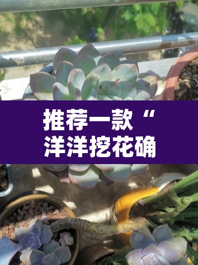 推荐一款“洋洋挖花确实有挂”其实确实有挂