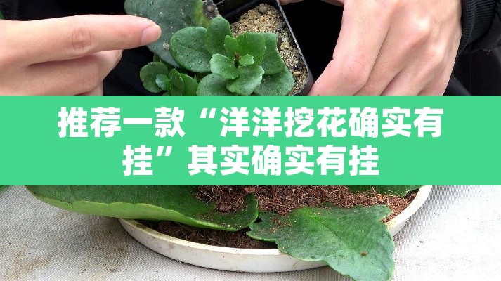 推荐一款“洋洋挖花确实有挂	”其实确实有挂