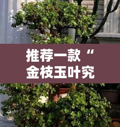 推荐一款“金枝玉叶究竟能不能开挂”(透视挂)辅助透视教程