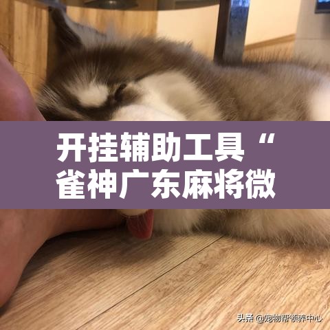 开挂辅助工具“雀神广东麻将微信挂”附辅助神器开挂脚本详细步骤
