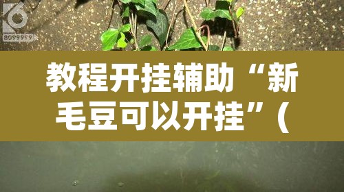 教程开挂辅助“新毛豆可以开挂	”(透视)其实确实有挂