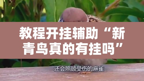 教程开挂辅助“新青鸟真的有挂吗”其实确实有挂
