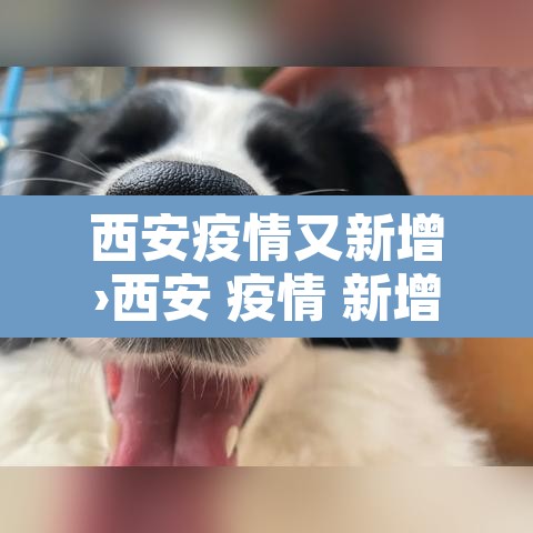 西安疫情又新增›西安 疫情 新增