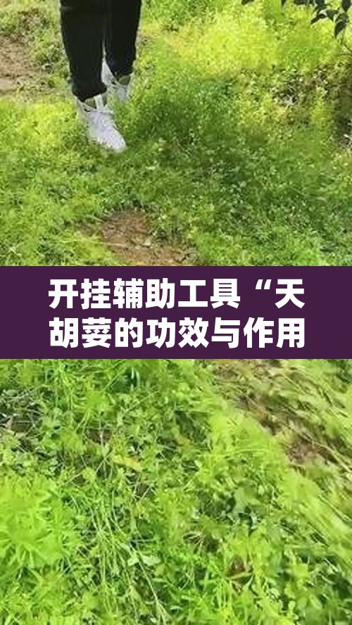 开挂辅助工具“天胡荽的功效与作用	”(透视挂)辅助透视教程