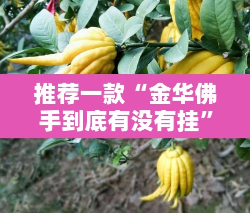 推荐一款“金华佛手到底有没有挂	”其实确实有挂