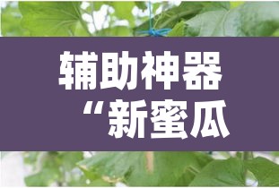 辅助神器“新蜜瓜大厅有挂吗可以开挂吗”其实确实有挂