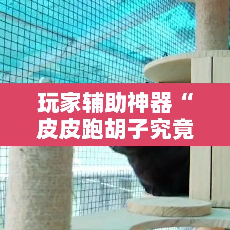 玩家辅助神器“皮皮跑胡子究竟有没有挂”其实确实有挂