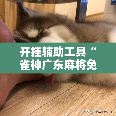 开挂辅助工具“雀神广东麻将免费开挂器下载”其实确实有挂