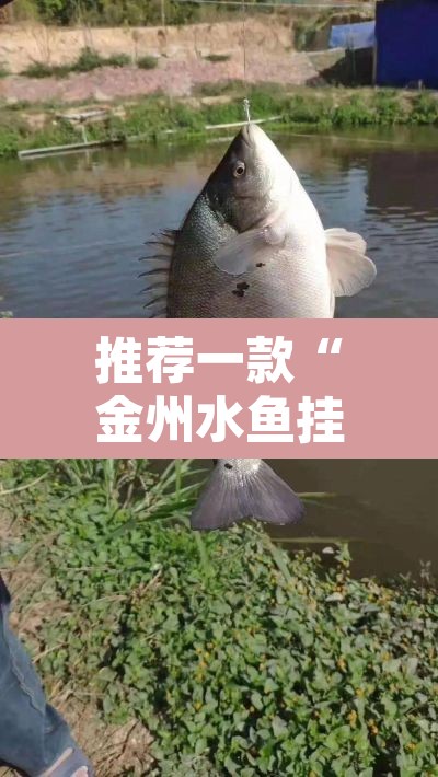 推荐一款“金州水鱼挂怎么卖”其实确实有挂