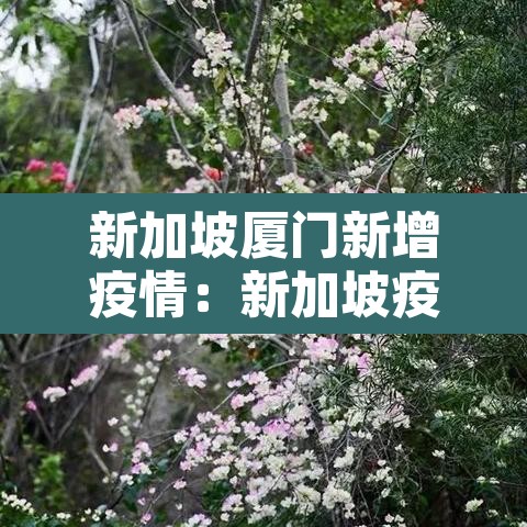 新加坡厦门新增疫情：新加坡疫情报道