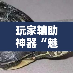 玩家辅助神器“魅力云南可以开挂吗有挂”附辅助神器开挂脚本详细步骤