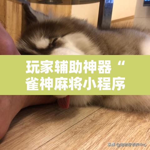 玩家辅助神器“雀神麻将小程序开挂器”附辅助神器开挂脚本详细步骤