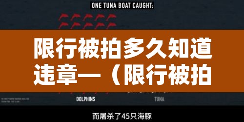限行被拍多久知道违章—(限行被拍了多久会收到信息) 限行被拍多久知道违章—(限行被拍了多久会收到信息)