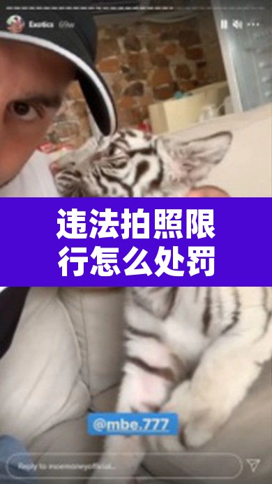 违法拍照限行怎么处罚›违法拍照 限行 违法拍照限行怎么处罚›违法拍照 限行