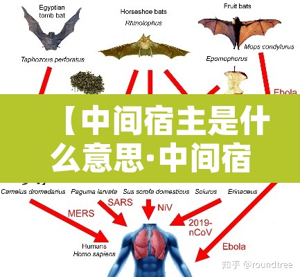 【中间宿主是什么意思·中间宿主是指】