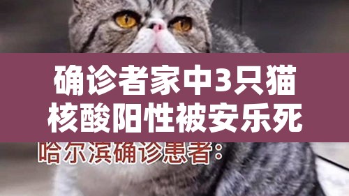 确诊者家中3只猫核酸阳性被安乐死：宠物猫核酸阳性