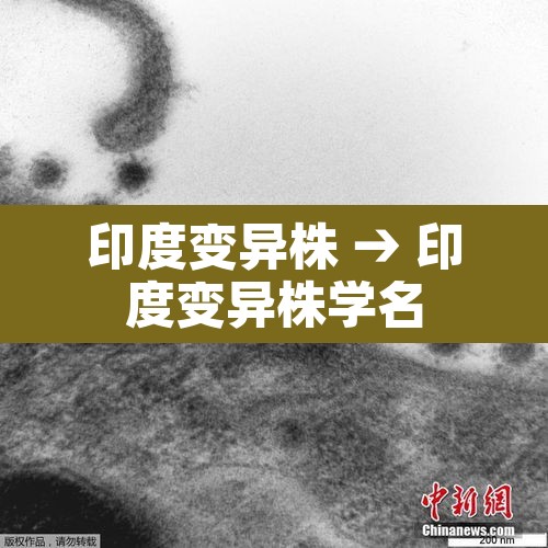 印度变异株 → 印度变异株学名