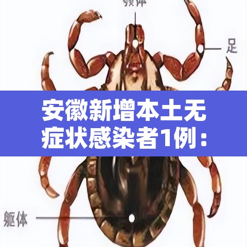 安徽新增本土无症状感染者1例：安徽新增无症状感染者1例 附最新情况通报