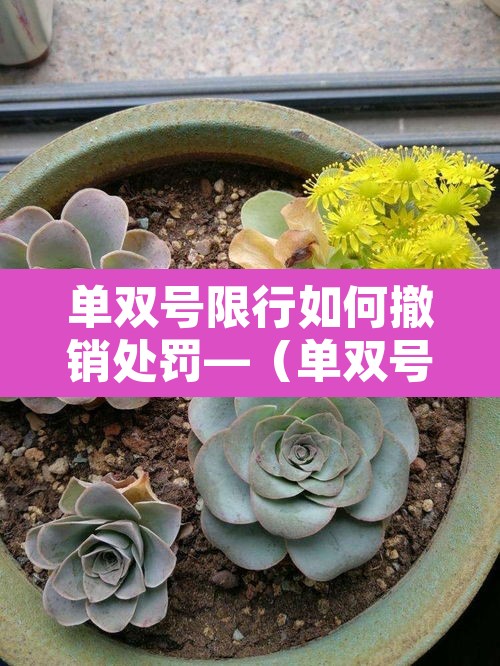 单双号限行如何撤销处罚—(单双号限行违规怎么办)