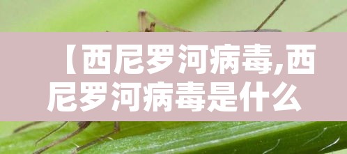 【西尼罗河病毒,西尼罗河病毒是什么】 【西尼罗河病毒,西尼罗河病毒是什么】