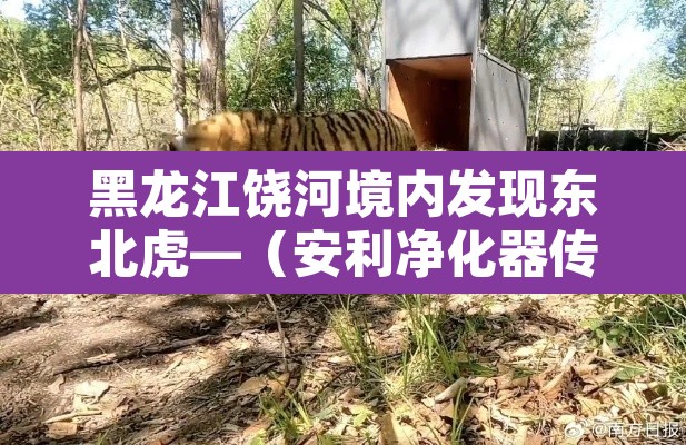 黑龙江饶河境内发现东北虎—(安利净化器传感器在哪) 黑龙江饶河境内发现东北虎—(安利净化器传感器在哪)