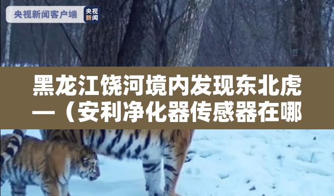 黑龙江饶河境内发现东北虎—(安利净化器传感器在哪) 黑龙江饶河境内发现东北虎—(安利净化器传感器在哪)